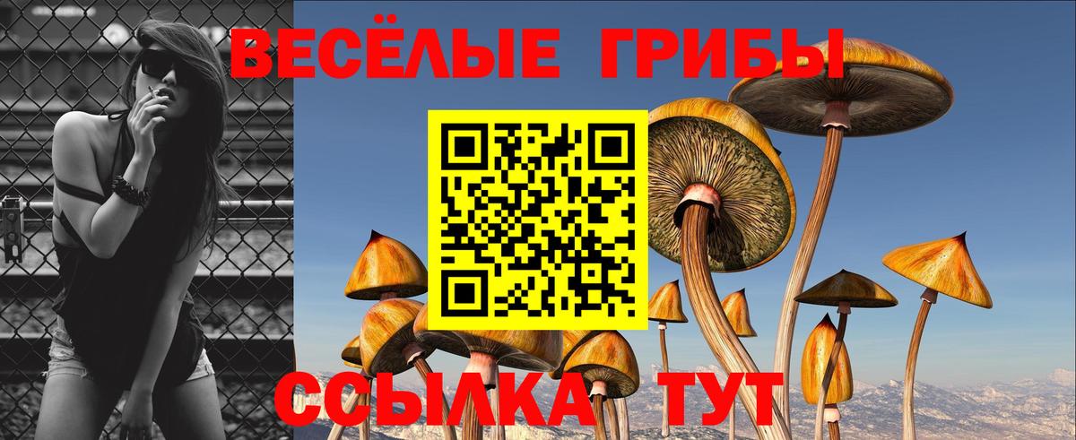купить  цена  Вход с VPN  Курган  Псилоцибиновые грибы Psilocybe 